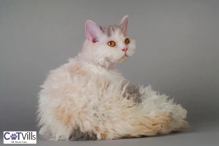 Selkirk Rex cat