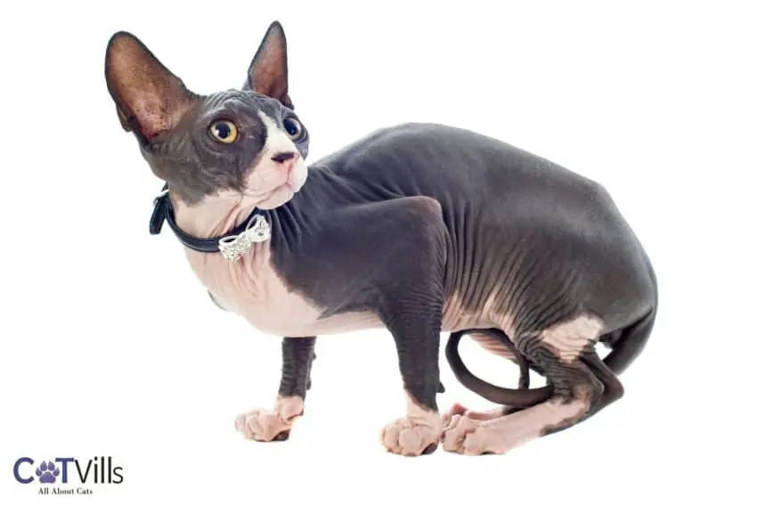 Sphynx cat with a cute collar with ribbon