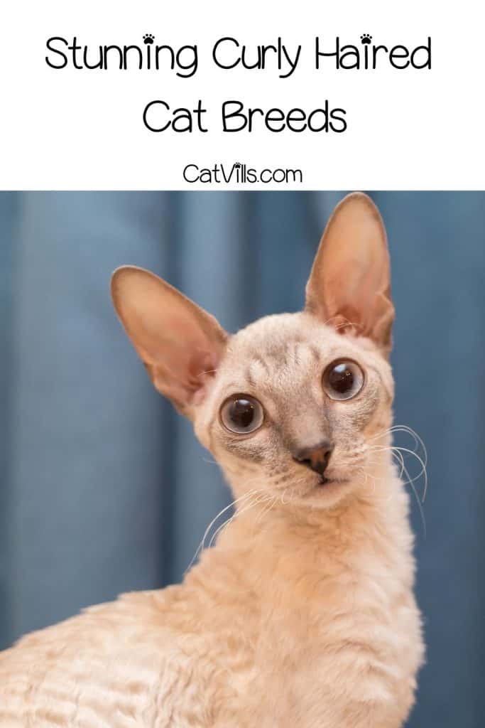 cornish rex curly haired cat