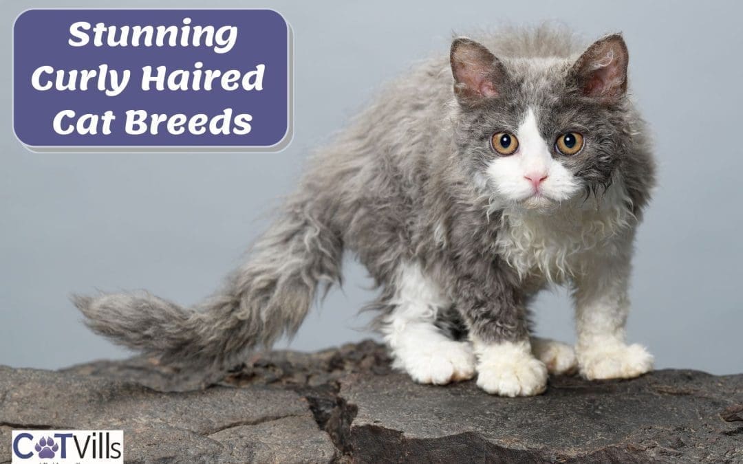 10 Stunning Curly Haired Cat Breeds [With Photos & Videos]