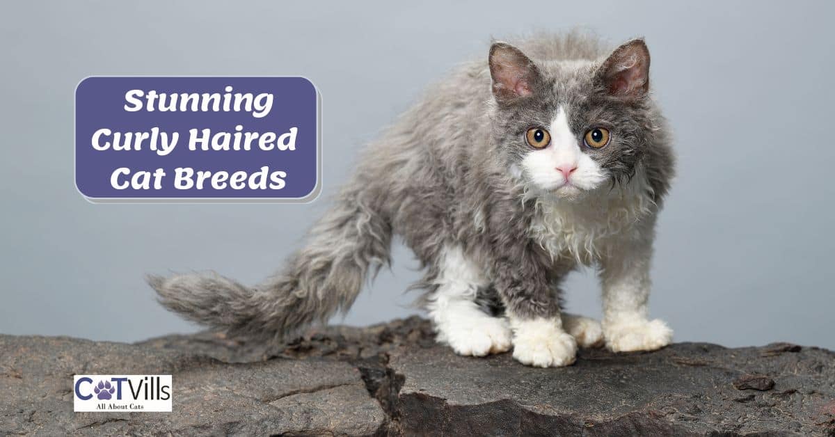 10 Stunning Curly Haired Cat Breeds to Keep You Company