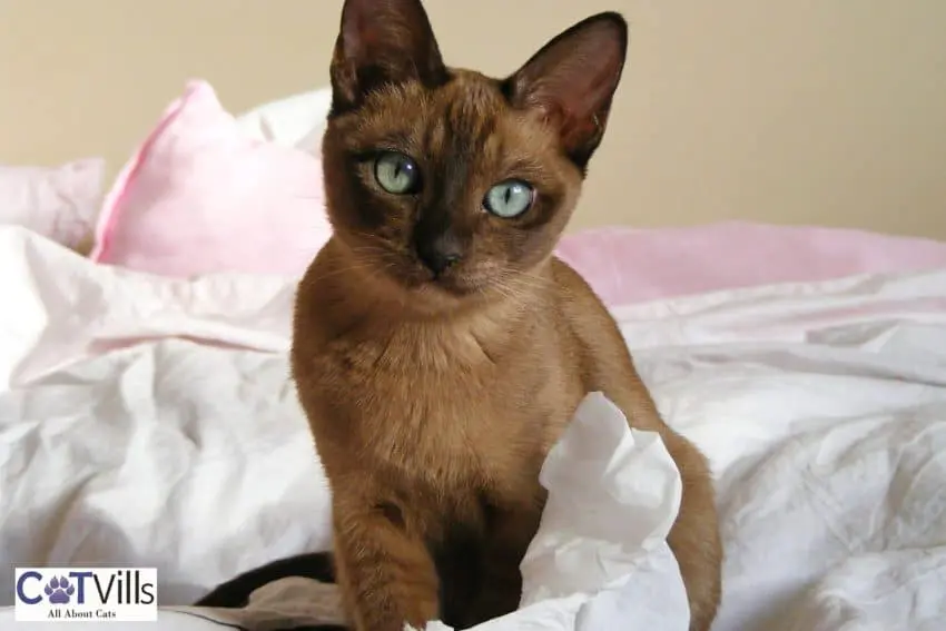 Tonkinese cat