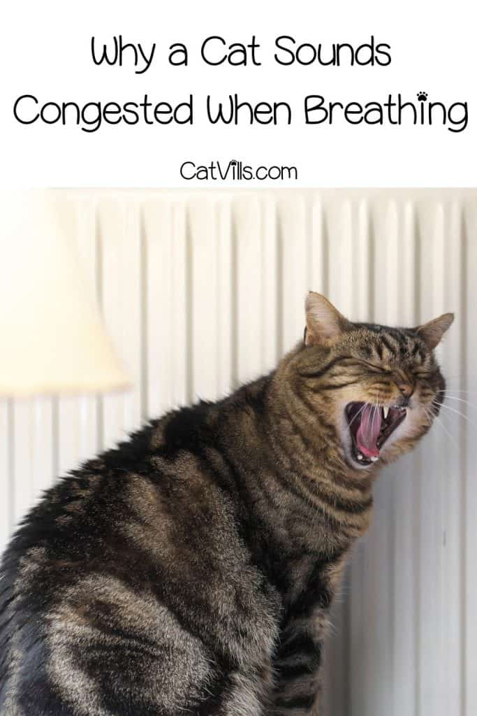 huge tiger cat yawning