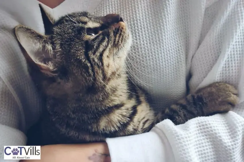 cat being affectionate with his owner