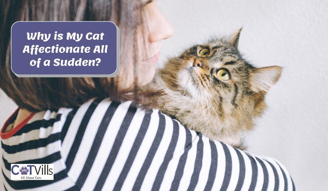Why is My Cat So Affectionate All of a Sudden? [12 Reasons]