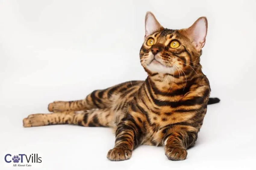 bengal cat