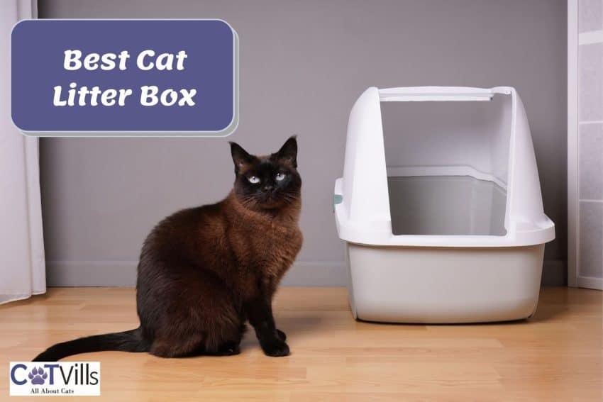 10 Best Cat Litter Boxes for Hassle-Free Cleanup