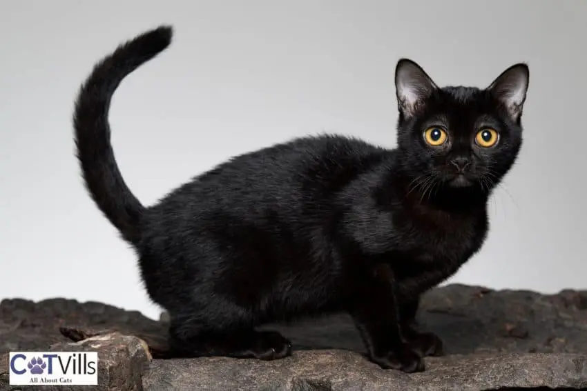 bombay cat with big yellow eyes