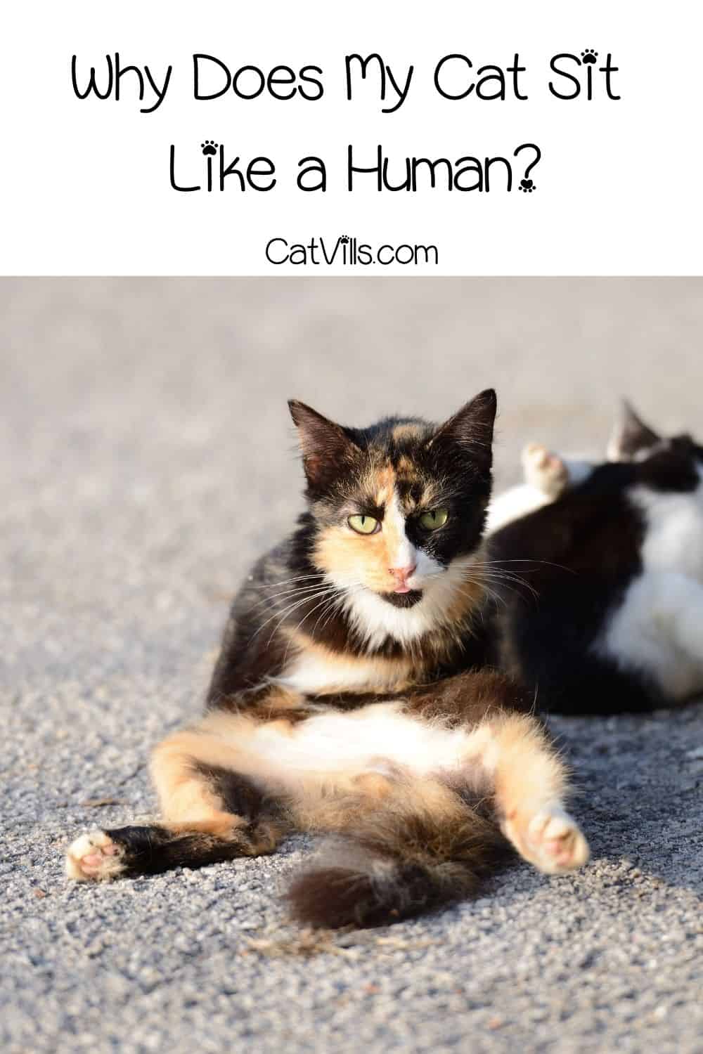 Why Does My Cat Sit Like a Human? These Are The 10 Reasons!