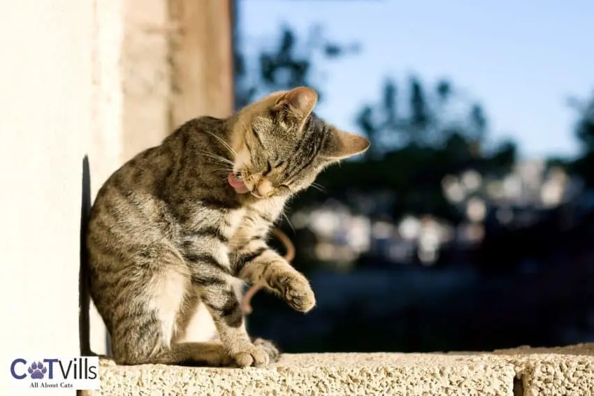 cats sitting upright 2