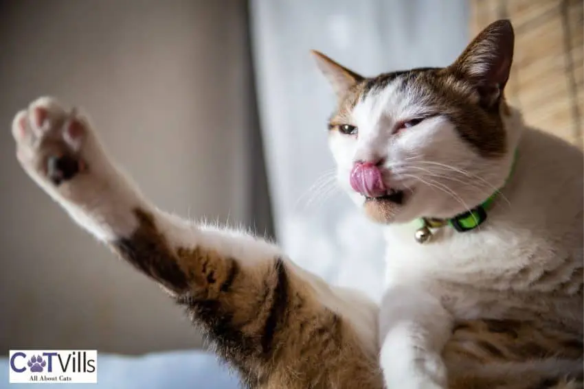 cat stretching her legs