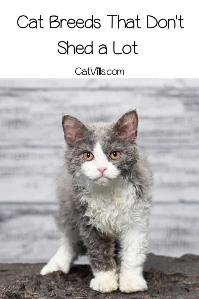 selkirk rex with curly hair