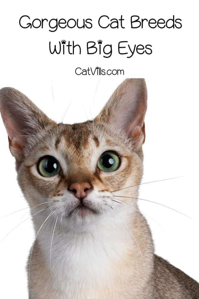 singapura cat with big eyes