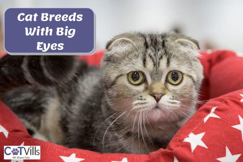 scottish fold cat with big eyes