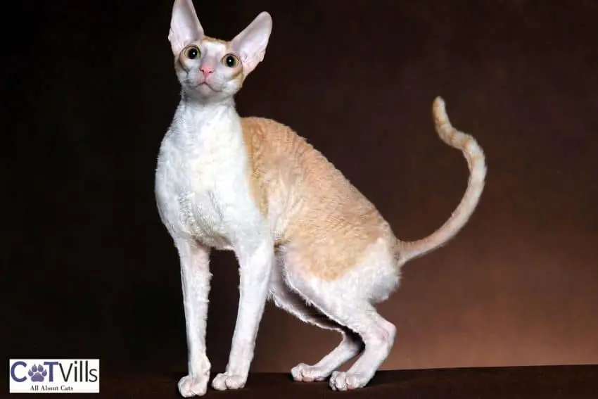 cornish rex with a long tail