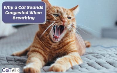 16 Shocking Reasons Why a Cat Sounds Congested When Breathing