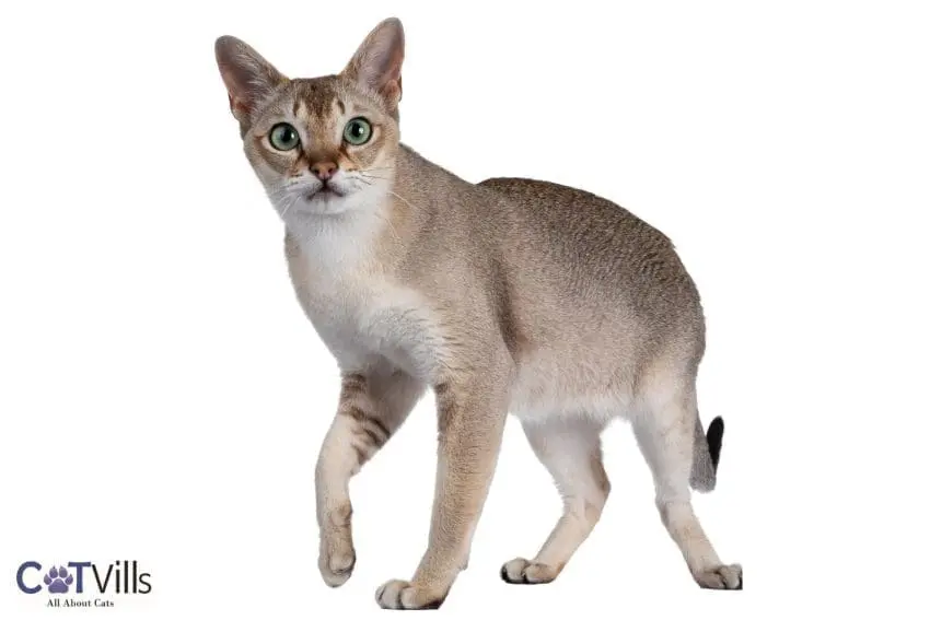 singapura cat