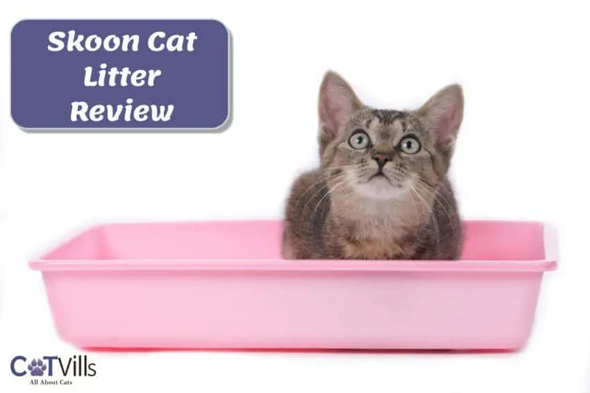 cat inside a pink litter box for skoon cat litter review