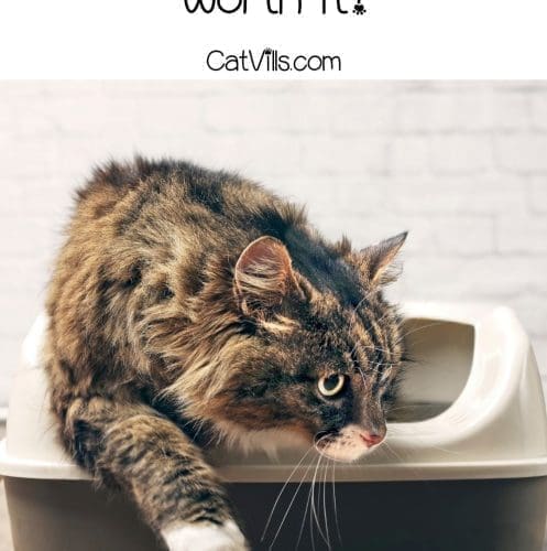cat just finished using the litter box