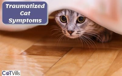 10 Traumatized Cat Symptoms (How To Spot and Remedy Them)