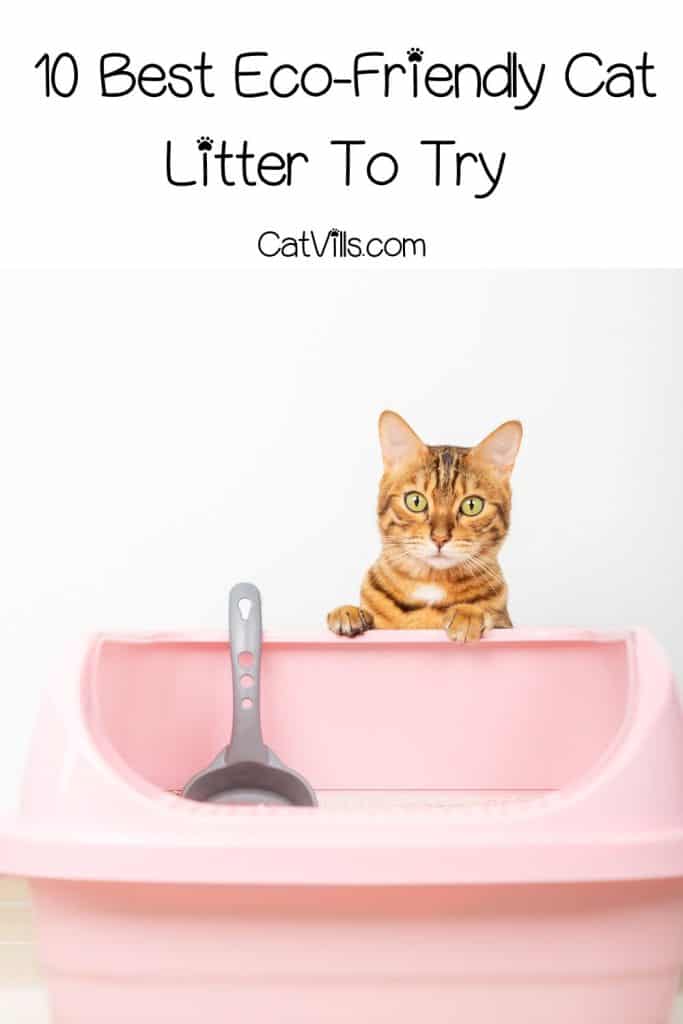 bengal cat beside a pink litter box