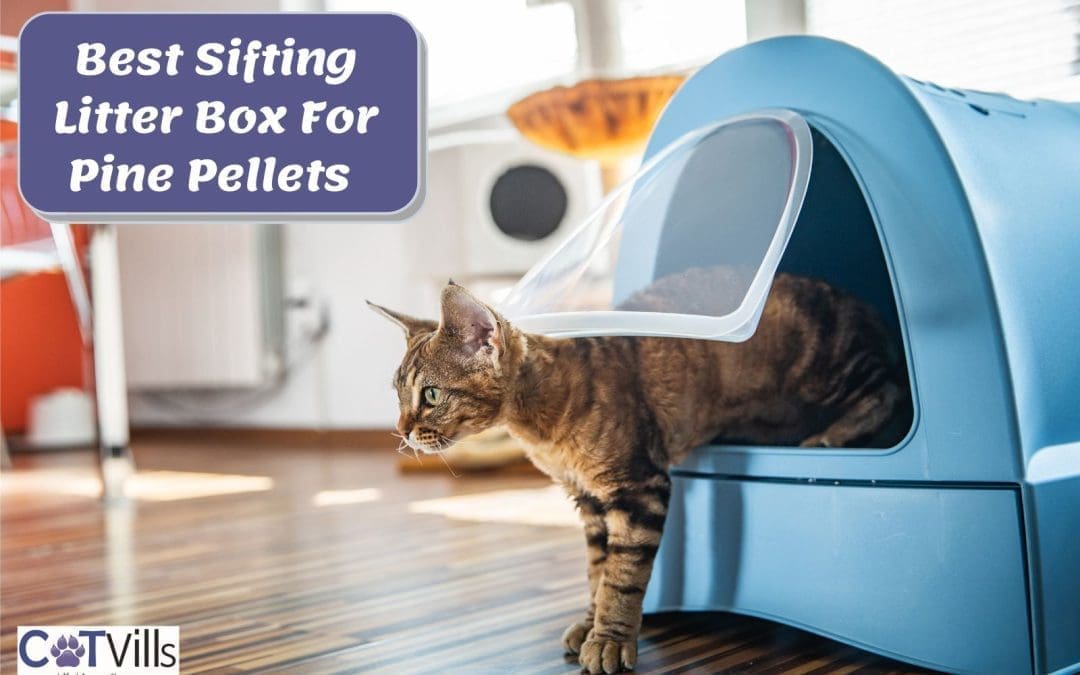 9 Best Sifting Litter Box For Pine Pellets – Reviews & Buying Guide