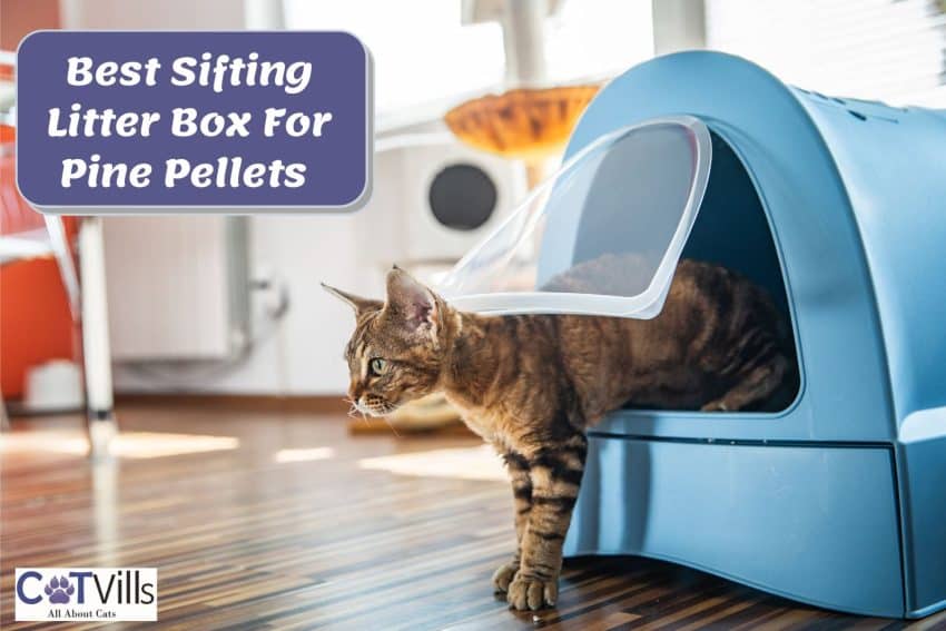cat using the Best Sifting Litter Box For Pine Pellets