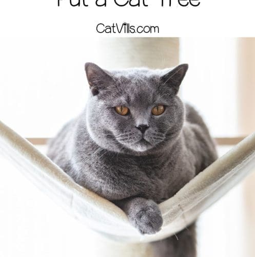 british shorthair on a hammock on a cat tree