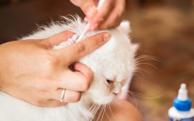 How To Know the Difference Between Dirty Cat Ears And Ear Mites