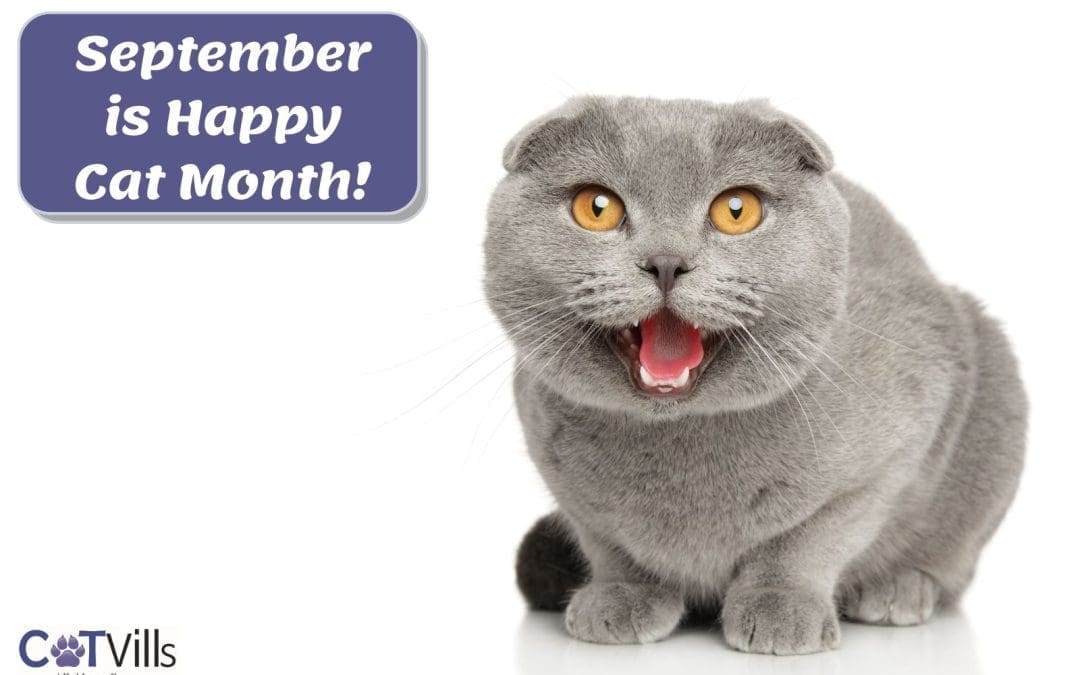 September is a Happy Cat Month! [How to Have Fun Celebration]
