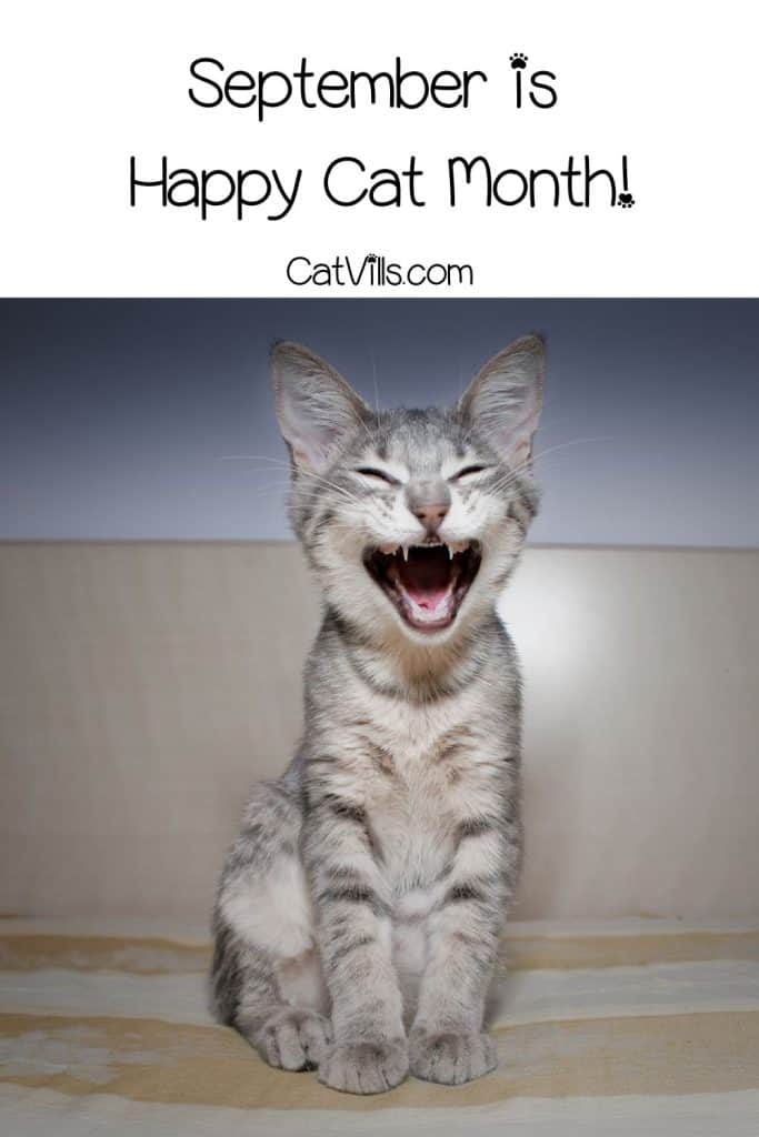 Happy Cat for Happy Cat Month!