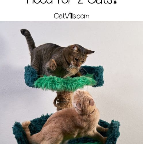 two cats playing on a cat tree