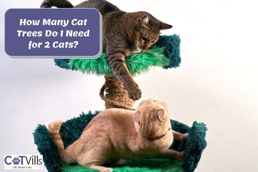 two cats playing on a cat tree but How Many Cat Trees Do I Need for 2 Cats?