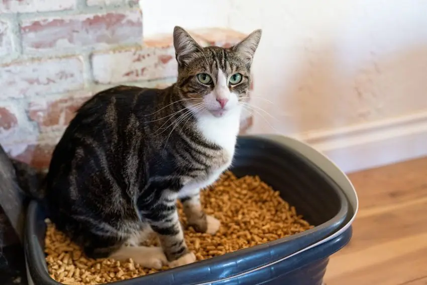 Walnut Cat Litter: How Does It Work & How To Use It?