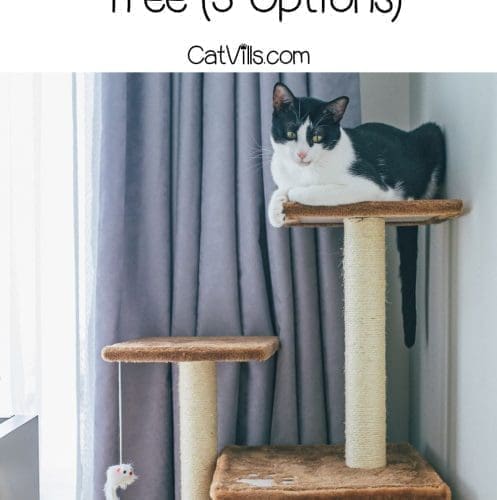 cats relaxing on a cat tree