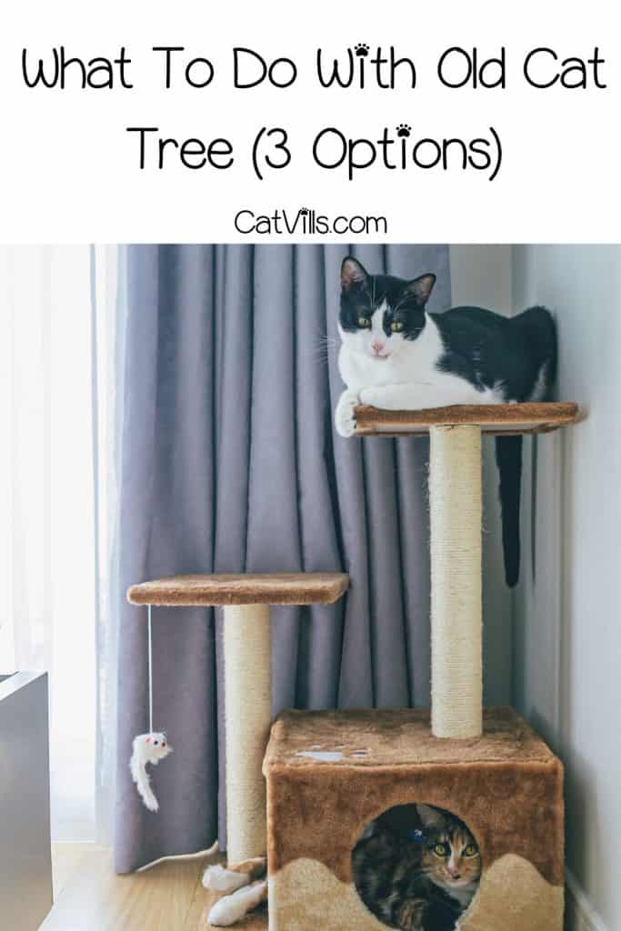 cats relaxing on a cat tree