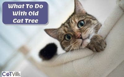 What To Do With Old Cat Tree (Detailed Tips & DIY Guide)