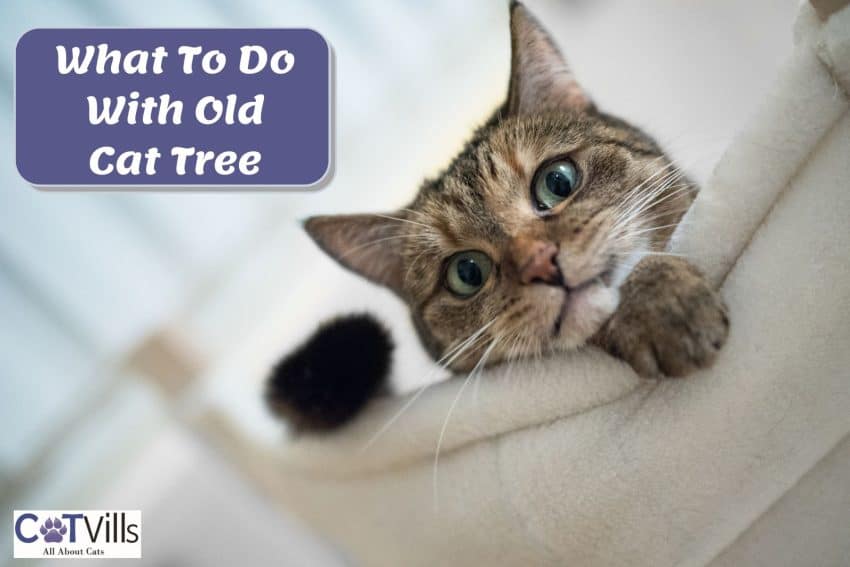 tabby cat on n old cat tree