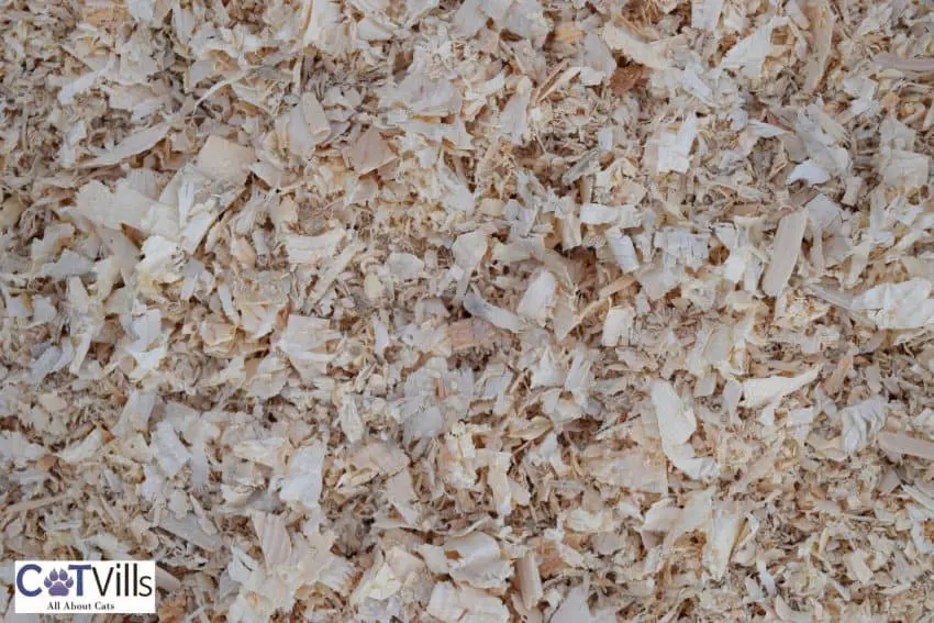 pine shavings