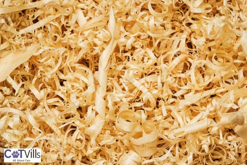 Cedar shavings outlet cat litter