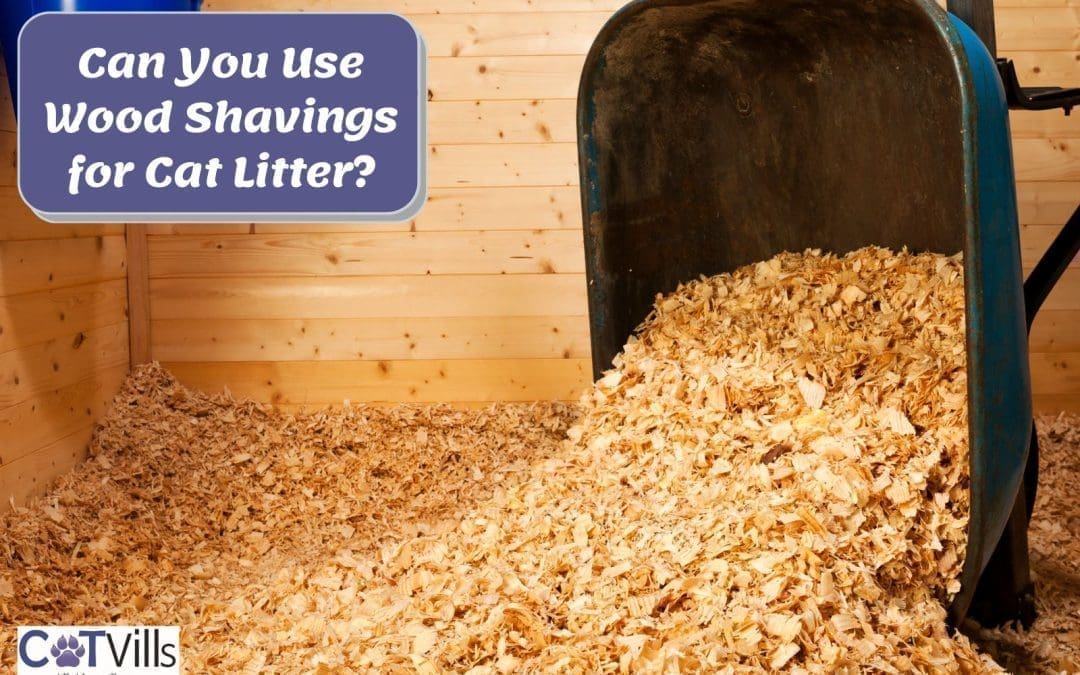 Can You Use Wood Shavings For Cat Litter? (Pros & Cons)