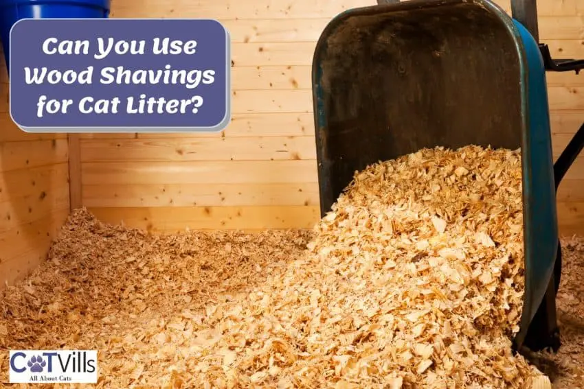 wood shavings in a barn: can you use wood shavings for cat litter?