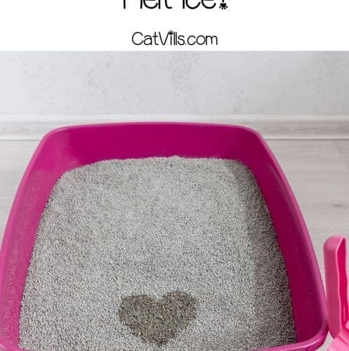 bentonite litter heart shape in a cat litter box