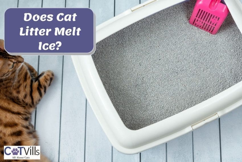 bentonite litter in a litter box. does cat litter melt ice?