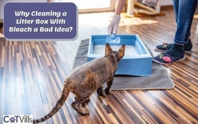 How to Clean a Litter Box With Bleach? Is It Safe? [Guide]