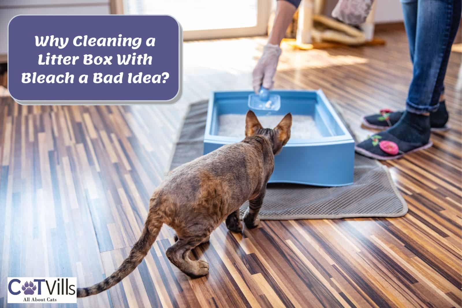 Cleaning Litter Box With Bleach 