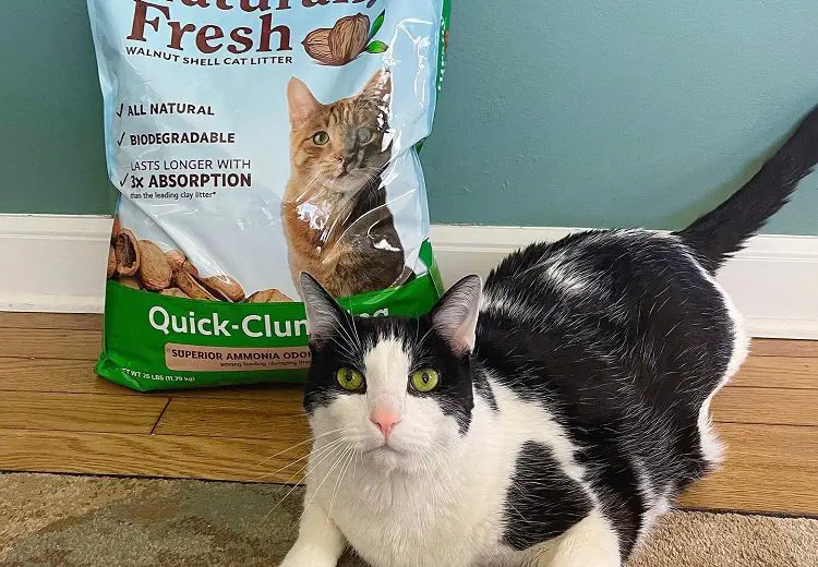 11 Innovative Cat Litter Alternatives for Modern Pet Owners