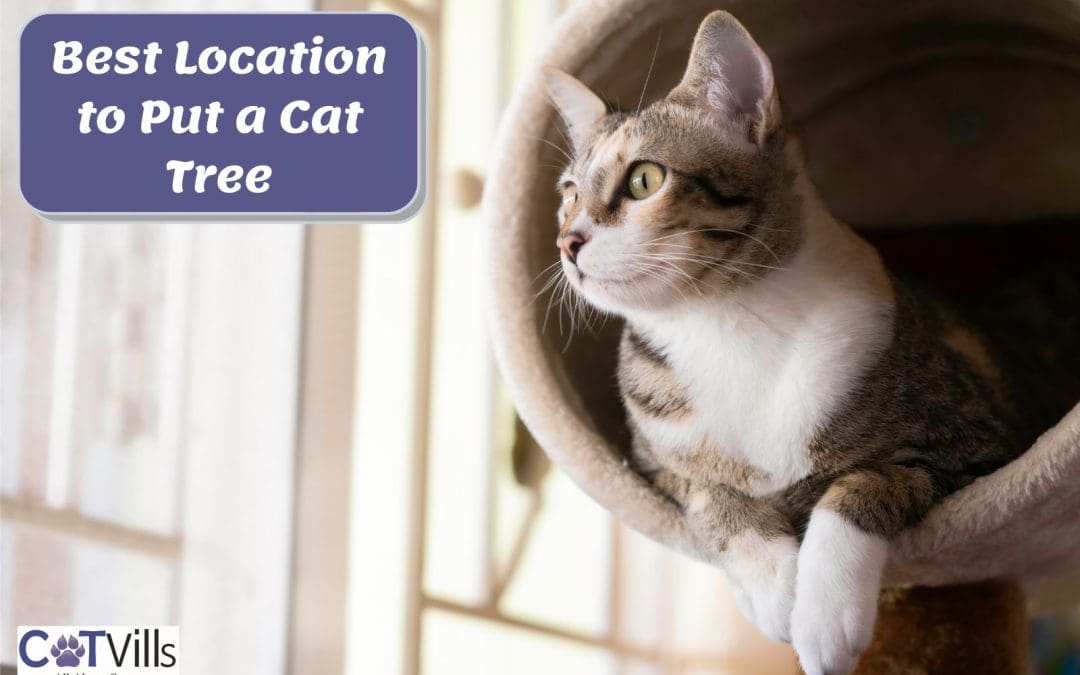 Where To Put Cat Tree? What’s The Best Location? [8 Tips]