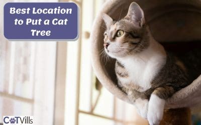 Where To Put Cat Tree? What’s The Best Location? [8 Tips]