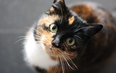 Top Witchy Cat Names for Your Feline Familiar